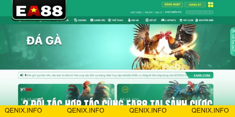 Đá gà EA88 - Sảnh Cược Trực Tiếp Đỉnh Cao Dành Cho Kê Thủ - QENIX