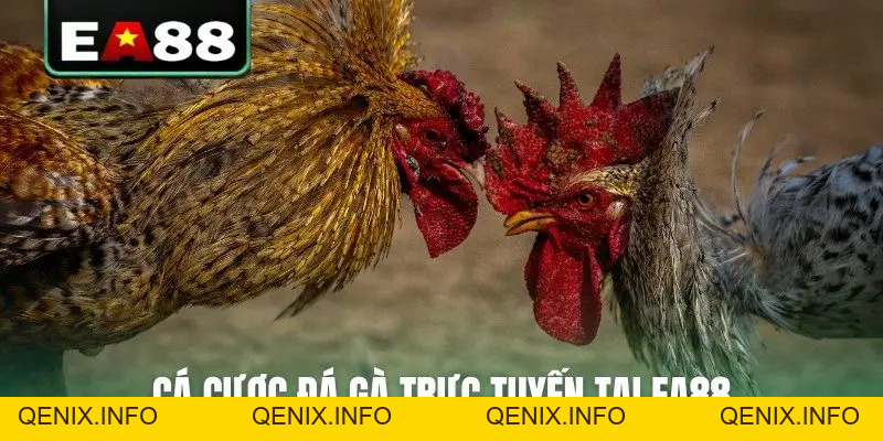 Đá Gà Trực Tuyến EA88 Kịch Tính Và Hấp Dẫn Mỗi Ngày - QENIX