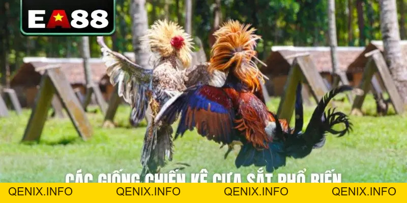 Đá Gà Cựa Sắt Trực Tiếp - Cập Nhật Lịch Thi Đấu Mới Nhất - QENIX
