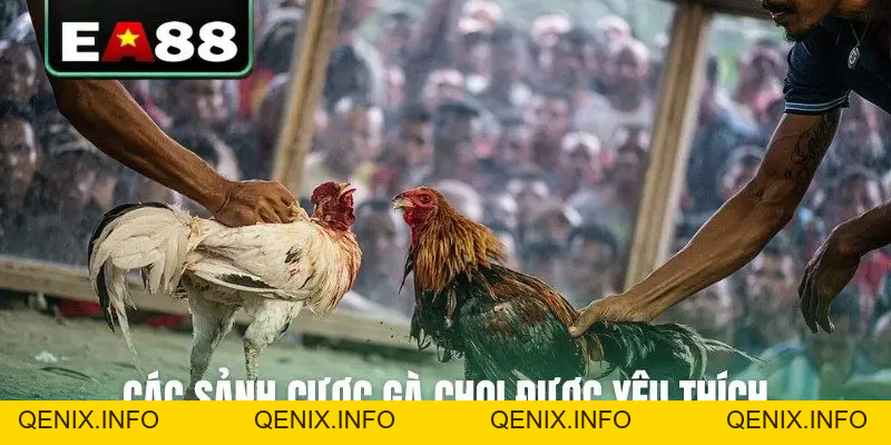 Đá Gà Trực Tuyến EA88 Kịch Tính Và Hấp Dẫn Mỗi Ngày - QENIX