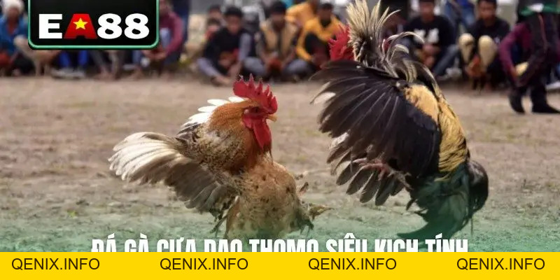 Đá Gà Thomo Trực Tiếp Video Sắc Nét Bên Cam Tại EA88 - QENIX