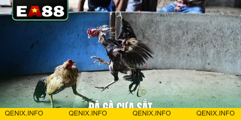 Đá gà EA88 - Sảnh Cược Trực Tiếp Đỉnh Cao Dành Cho Kê Thủ - QENIX