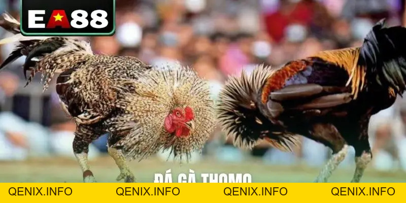 Đá gà EA88 - Sảnh Cược Trực Tiếp Đỉnh Cao Dành Cho Kê Thủ - QENIX