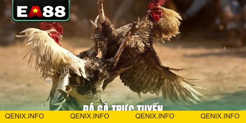 Đá gà EA88 - Sảnh Cược Trực Tiếp Đỉnh Cao Dành Cho Kê Thủ - QENIX