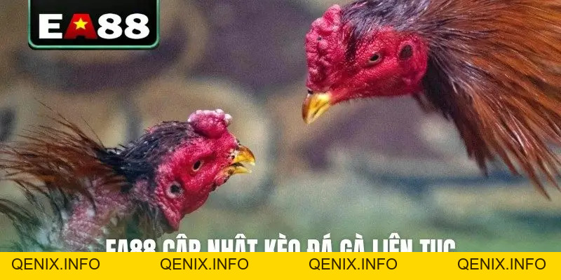 Đá Gà Trực Tuyến EA88 Kịch Tính Và Hấp Dẫn Mỗi Ngày - QENIX