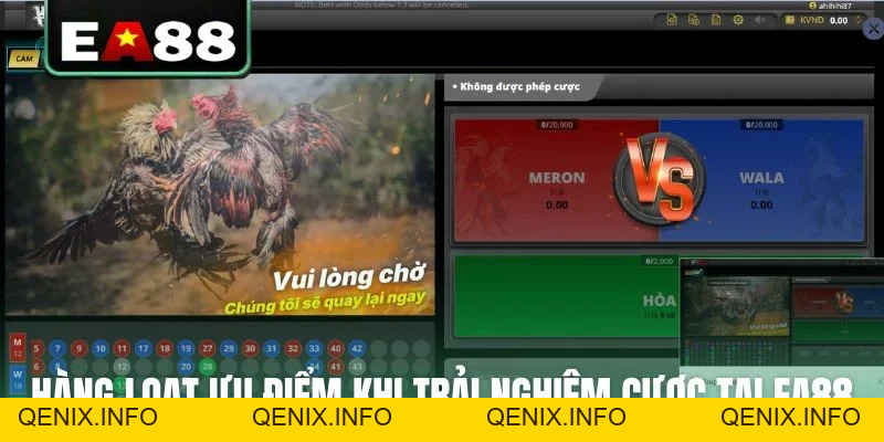 Đá gà EA88 - Sảnh Cược Trực Tiếp Đỉnh Cao Dành Cho Kê Thủ - QENIX