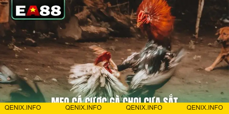 Đá Gà Cựa Sắt Trực Tiếp - Cập Nhật Lịch Thi Đấu Mới Nhất - QENIX