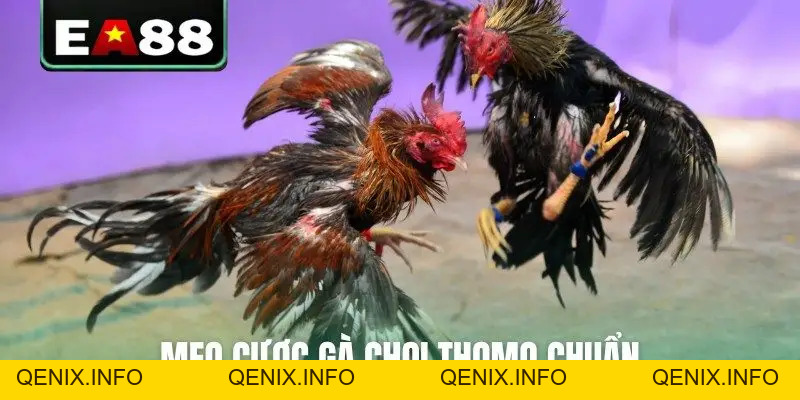 Đá Gà Thomo Trực Tiếp Video Sắc Nét Bên Cam Tại EA88 - QENIX