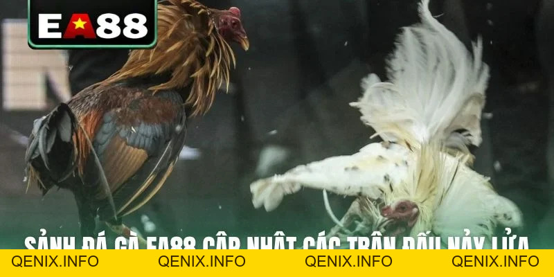 Đá gà EA88 - Sảnh Cược Trực Tiếp Đỉnh Cao Dành Cho Kê Thủ - QENIX