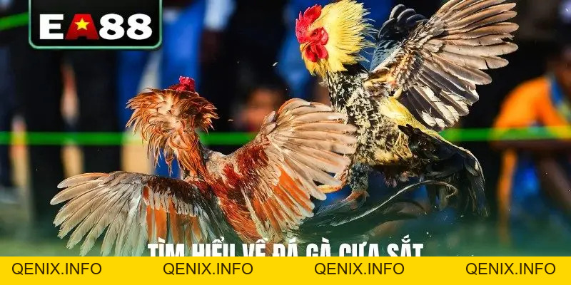 Đá Gà Cựa Sắt Trực Tiếp - Cập Nhật Lịch Thi Đấu Mới Nhất - QENIX