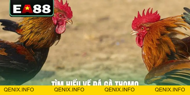 Đá Gà Thomo Trực Tiếp Video Sắc Nét Bên Cam Tại EA88 - QENIX